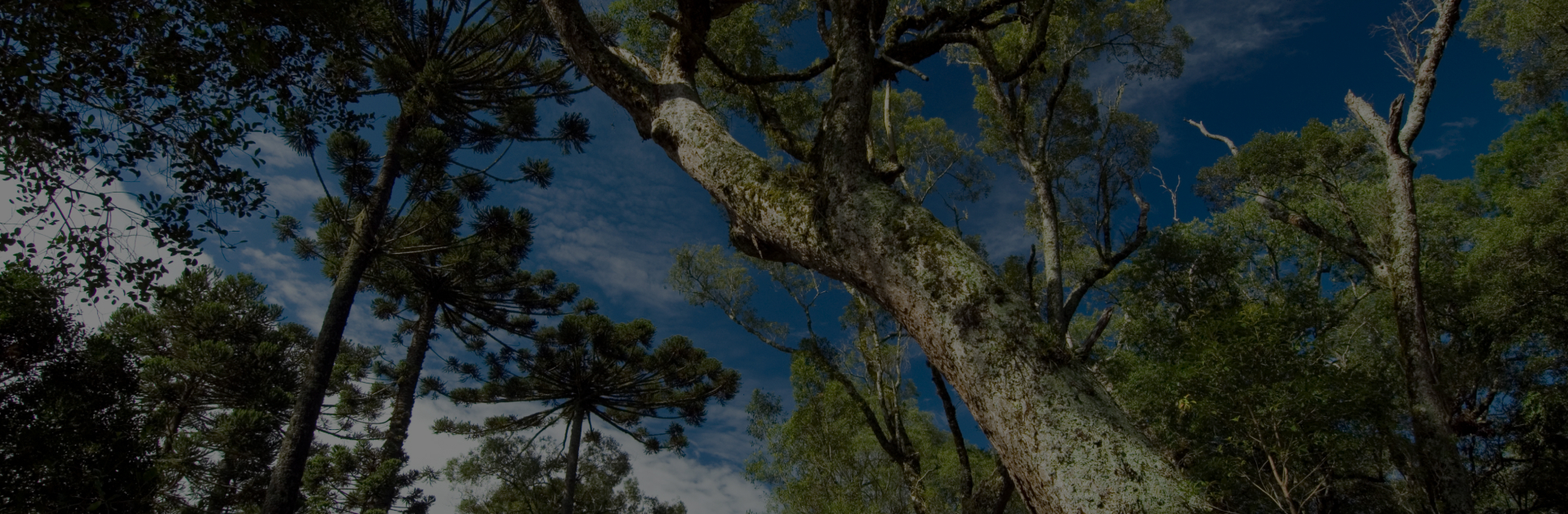 banner - IUFRO LA 2023 banner - IUFRO LA 2023